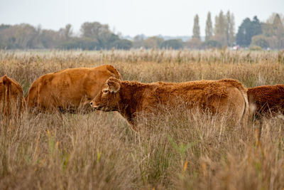 Cows in field