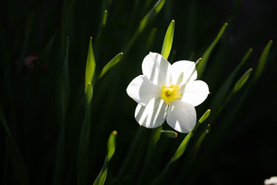 Close-up of white flowering plant