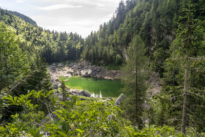 High angle view of trees in forest