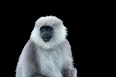 Close-up portrait of a monkey