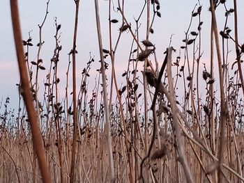 Close-up of dry plants on field against sky