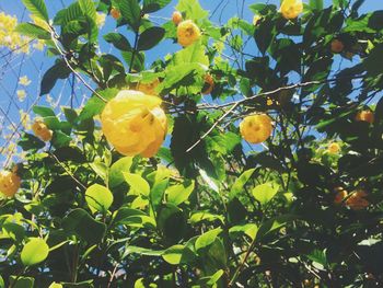 Low angle view of yellow flowers growing on tree