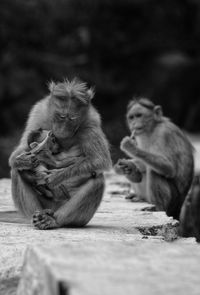 Monkeys sitting outdoors