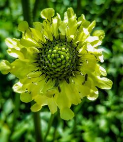 Close-up of yellow flower blooming outdoors