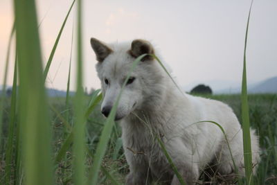 Lion looking away on field