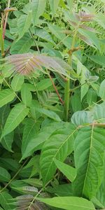 High angle view of fresh green leaves on field