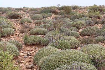 Cactus growing on field