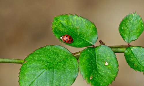 Close-up of ladybug on leaf