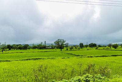 Scenic view of agricultural field against sky