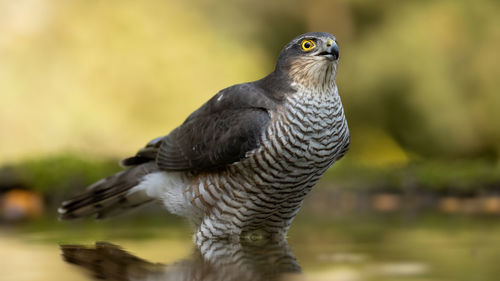 Sparrowhawk