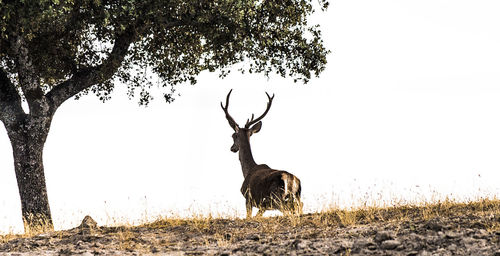 Deer standing on field against sky