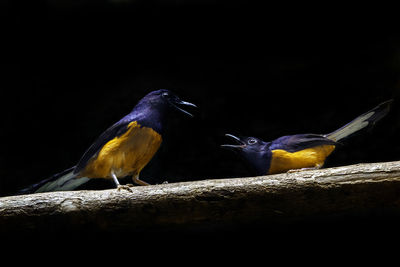 Two white-rumped shamas perching on branch