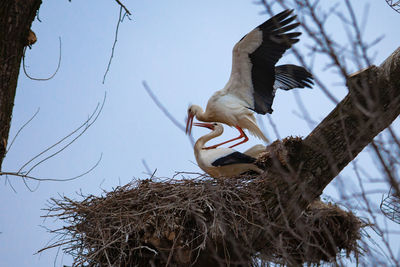White stork in a sex position