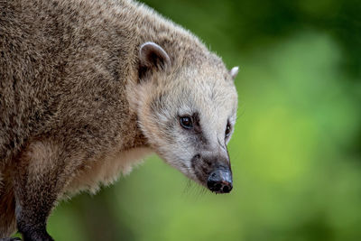 Close-up of coati