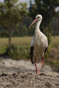 Bird perching on a field