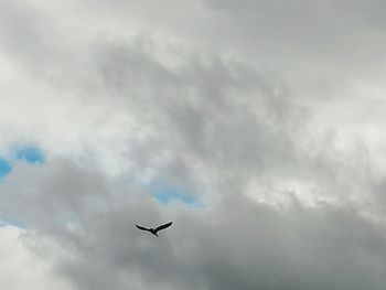 Low angle view of bird flying in sky