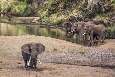 High angle view of elephants walking on land in forest