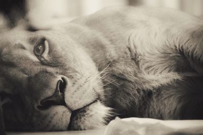 Close-up of cat lying down