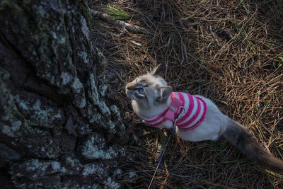 High angle view of dog on field