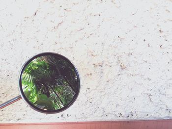 Close-up of potted plant against wall