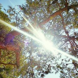 Low angle view of sun shining through trees