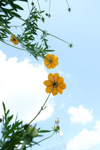 Low angle view of flowering plant against sky