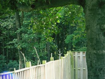 Cat on railing against trees