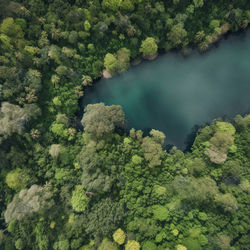 Green tropical deciduous forest aerial above shot wide angle.ai generated