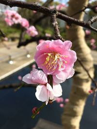 Close-up of pink flowers blooming on tree