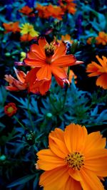 High angle view of orange flowering plant