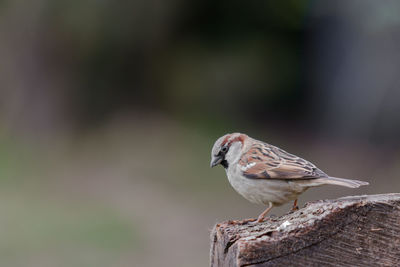 Close-up of bird perching on a tree