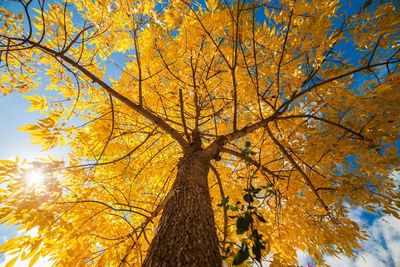 Low angle view of autumnal tree against sky