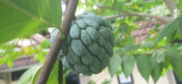 Close-up of plant growing on tree