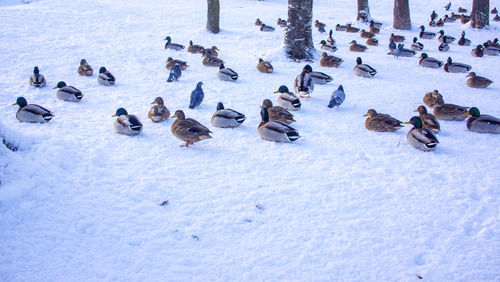 High angle view of birds on snow covered field