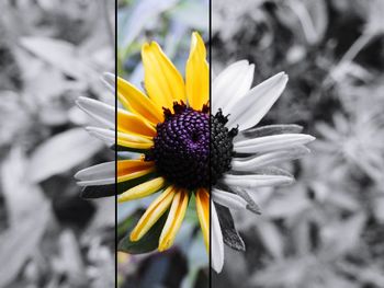 Close-up of yellow flower blooming outdoors