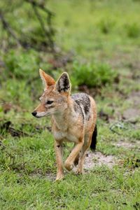 Closeup portrait of black-backed jackal lupulella mesomelas running towards camera namibia.