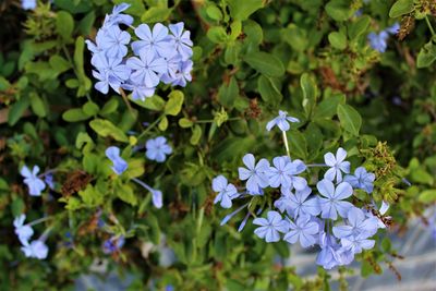 Close-up of blue flowering plant