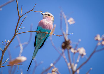 Low angle view of bird perching on branch against blue sky