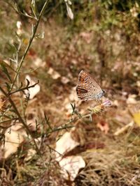 Close-up of butterfly on the ground