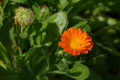 High angle view of orange flower blooming on plant