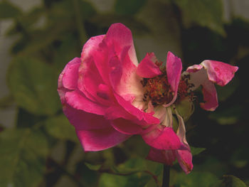 Close-up of pink rose