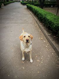 Portrait of dog