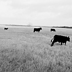 Cows grazing on field