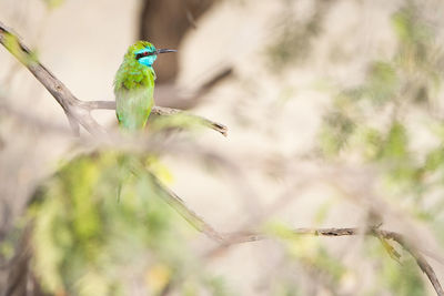 Close-up of bird perching on tree