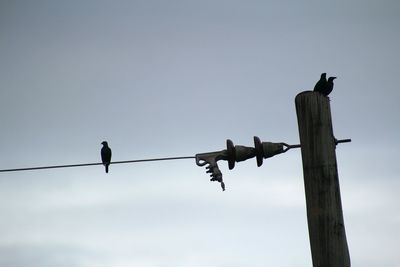 Low angle view of birds perching against sky