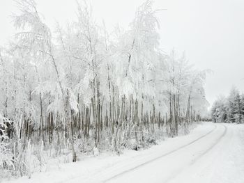 Snow covered trees in forest against sky