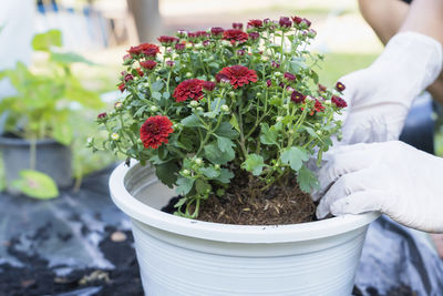 Midsection of woman holding potted plant