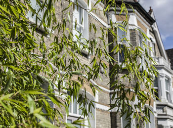 Low angle view of ivy growing on building