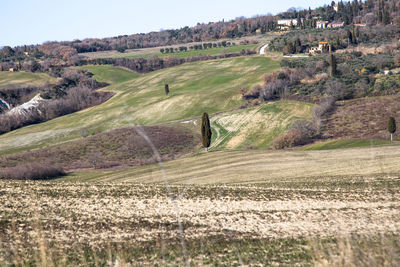 Scenic view of agricultural field against sky