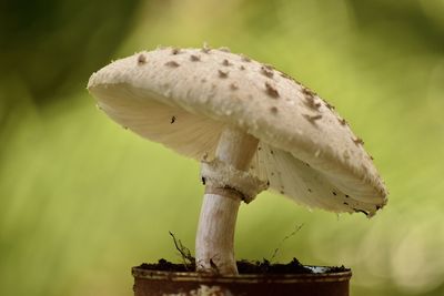 Close-up of mushroom growing on plant